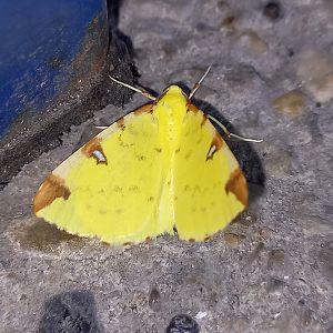 Brimstone moth - Opsithograptis luteolata
