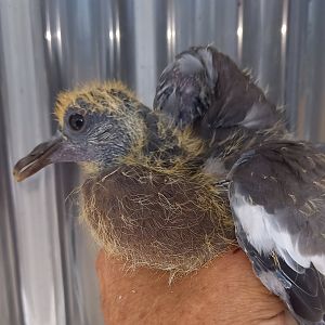 Rescued juvenile Wood pigeon