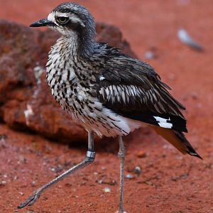 Bush Thick-knee Burhinus grallarius