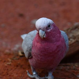 Galah Eolophus roseicapilla