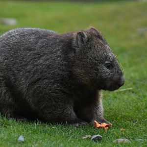 Common wombat (Wombatus ursinus)