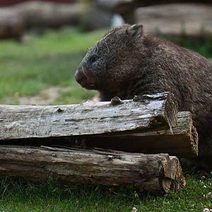 Common wombat (Wombatus ursinus)
