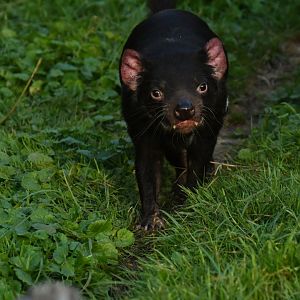 Tasmanian devil (Sarcophilus harrisii)