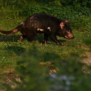 Tasmanian devil (Sarcophilus harrisii)