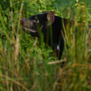 Tasmanian devil (Sarcophilus harrisii)
