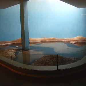 Biochron - Atlantic horseshoe crab pool, 2015-07-19