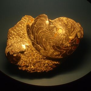 Biochron - Ammonite fossil, 2015-07-19