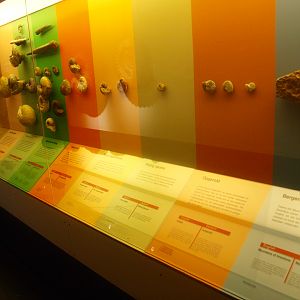 Biochron - Fossil display with geological timeline, 2015-07-19