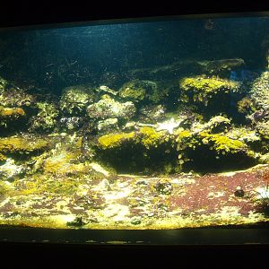 Biochron - Marine tank with invertebrates and small fish, 2015-07-19