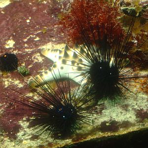 Starfiish and Sea urchins (Exact species unknown), 2015-07-19