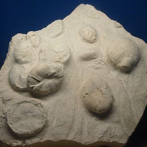 Biochron - Fossil sea urchins, 2015-07-19