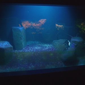 Biochron - Lobster tank,2015-07-19
