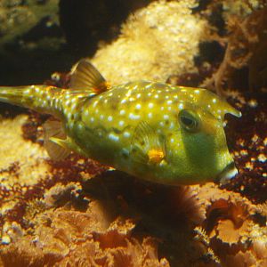 Longhorn boxfish (Lactoria cornuta), 2015-07-19