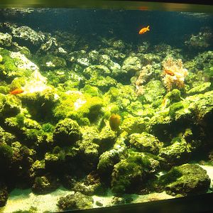 Biochron - Marine tank, 2015-07-19