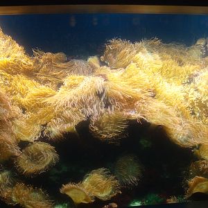 Biochron - Sea anemone tank, 2015-07-19