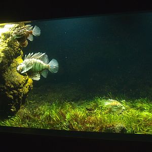 Biochron - Red ionfish tank, 2015-07-19