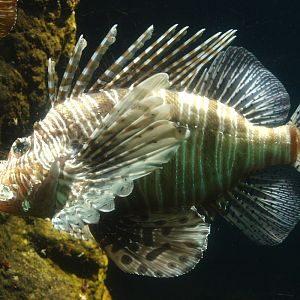 Red lionfish (Pterois volitans), 2015-07-19