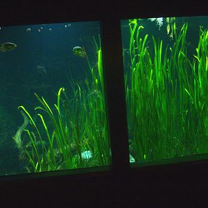 Biochron - Planted freshwater tank, 2015-07-19