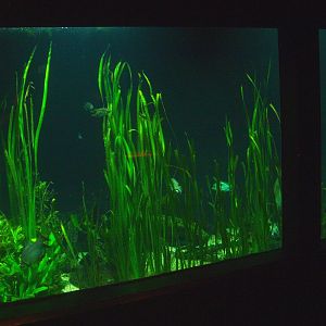 Biochron - Planted freshwater tank, 2015-07-19