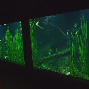 Biochron - Planted freshwater tank, 2015-07-19