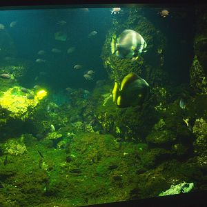 Biochron - Marine tank, 2015-07-19