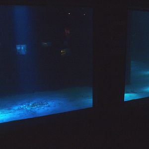 Biochron - Smaller shark tank, 2015-07-19