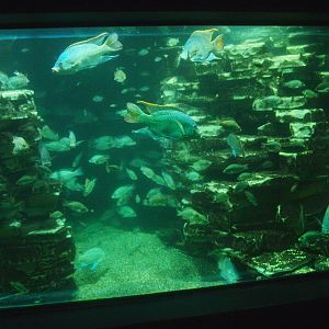 Biochron - Cichlids tank, 2015-07-19