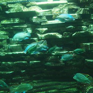 Biochron - Cichlids tank, 2015-07-19