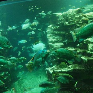 Biochron - Cichlids tank, 2015-07-19