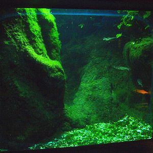 Biochron - Longnose gar tank, 2015-07-19
