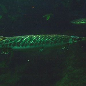 Longnose gar (Lepisosteus osseus), 2015-07-19