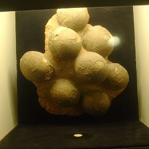 Biochron - Fossil dinosaur eggs display, 2015-07-19