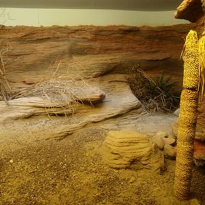 Biochron - Hispaniolan rhinoceros iguana terrarium, 2015-07-19