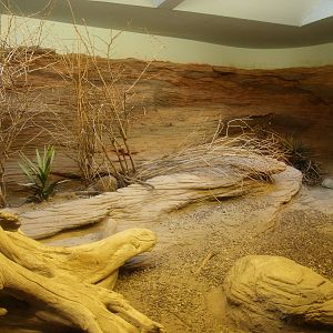 Biochron - Hispaniolan rhinoceros iguana terrarium, 2015-07-19
