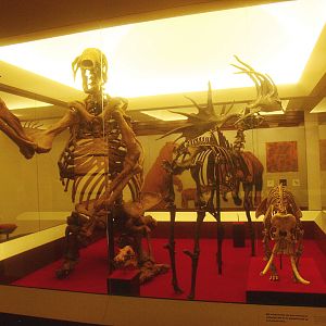 Biochron - Pleistocene mammal skeletons, 2015-07-19