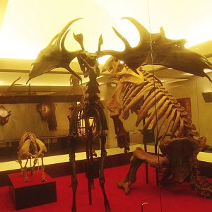 Biochron - Pleistocene mammal skeletons, 2015-07-19