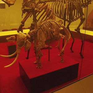 Biochron - Skeleton of Pygmy elephant Palaeoloxodon falconeri, 2015-07-19