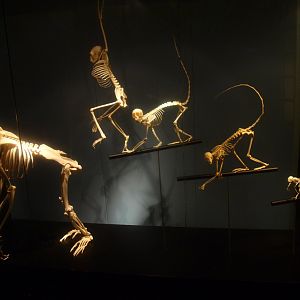 Biochron - Primate skeletons, 2015-07-19