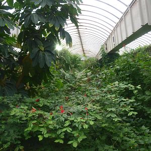 View in the butterfly garden, 2015-07-19