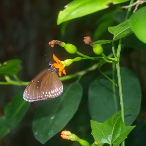 Common crow butterfly (Euploea core), 2015-07-19