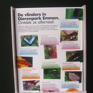 Butterfly garden - Identification chart, 2015-07-19