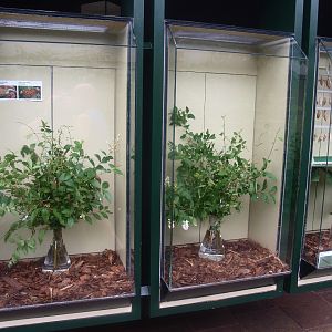 Biochron - Caterpillar raising and butterfly hatching cabinets, 2015-07-19