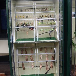Biochron - Butterfly hatching cabinet, 2015-07-19