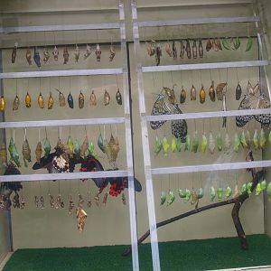 Biochron - Butterfly hatching cabinet, 2015-07-19