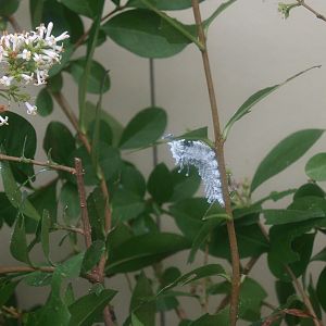 Atlas moth (Attacus atlas) caterpillar, 2015-07-19