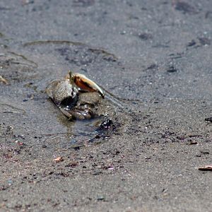 Fiddler crab