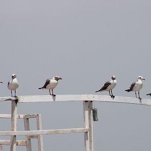 Grey-headed gulls