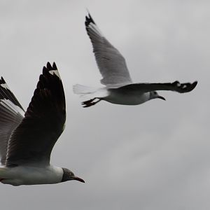 Grey-headed gulls