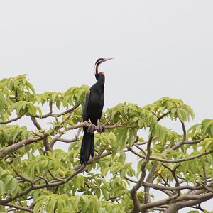 African darter