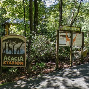 Aug. 2022 - Africa - Acacia Station (Giraffe Feeding)